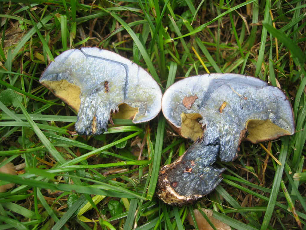 2005 :  Un anno di funghi